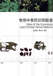 不正经女穿越柯南