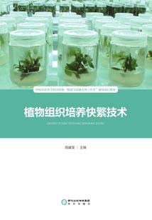 青梅竹马甜宠虐